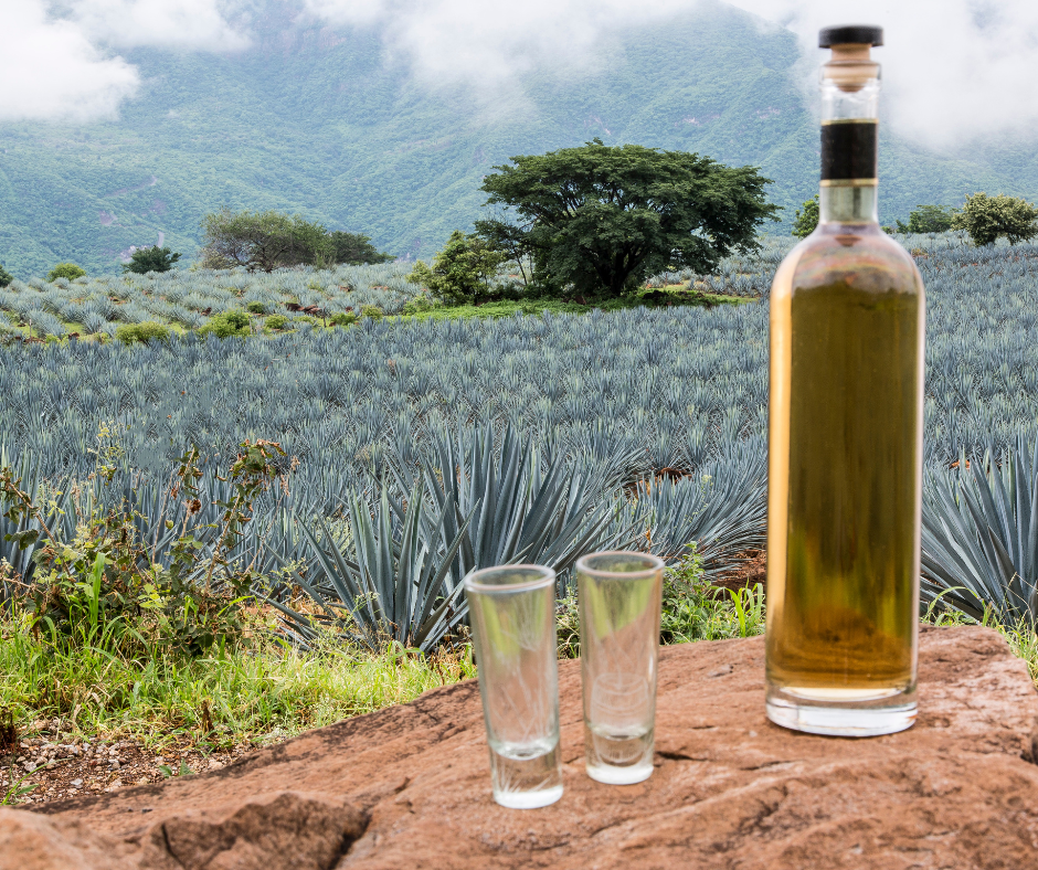 tequila-in-agave-field